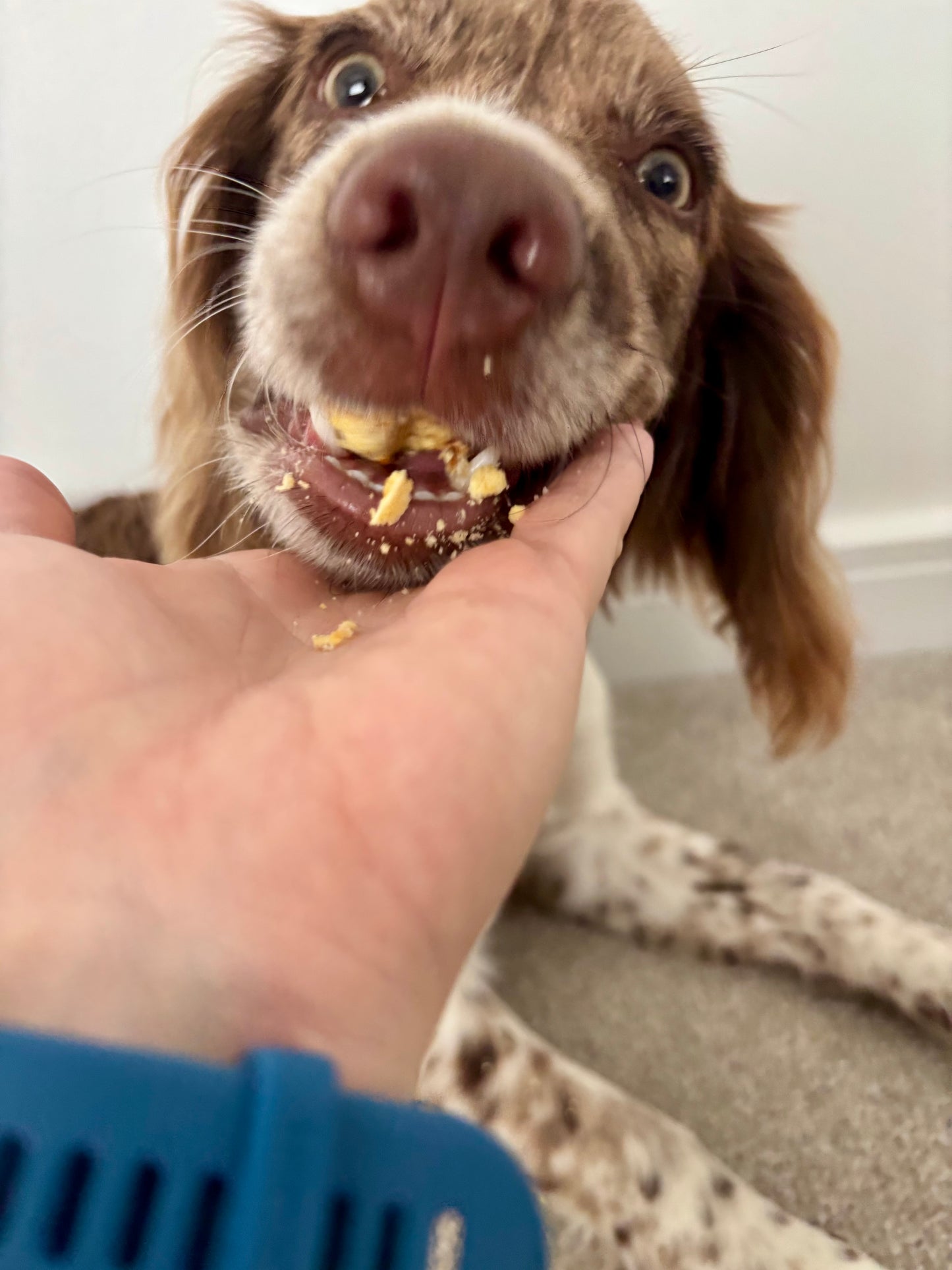 CARROT AND APPLE SOFTIES