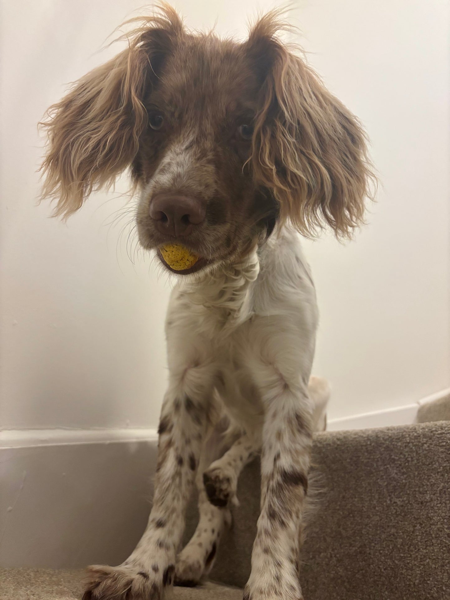 PUMPKIN PUFFS - HALLOWEEN EDITION